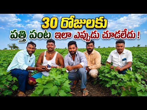 వర్షాలు లేకున్నా కూడా 30 రోజుల పత్తి పంట ఇలా ఎప్పుడు చూడలేదు velox మందు బాగావుంది #velox #cotton 