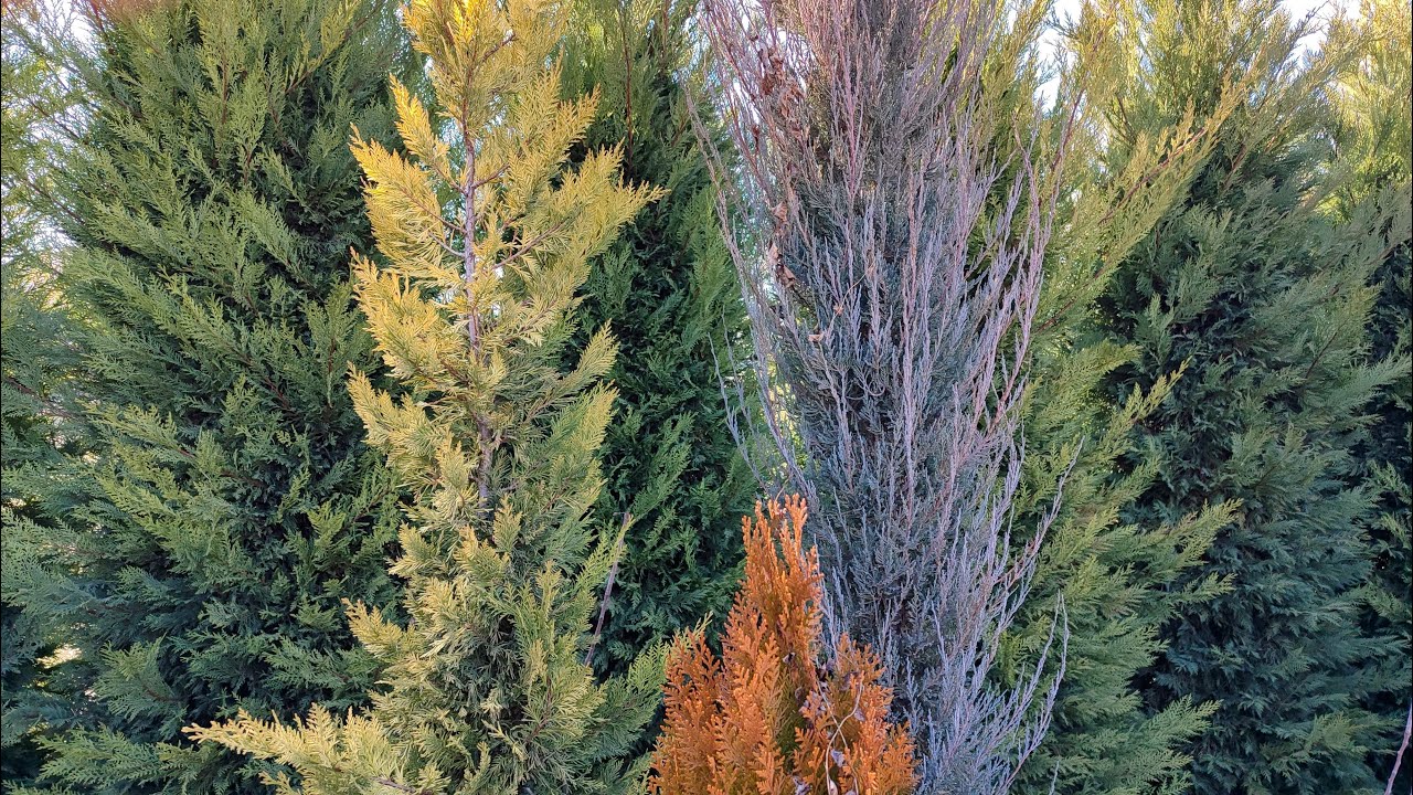 Какое растение для живой изгороди выбрать для своего сада