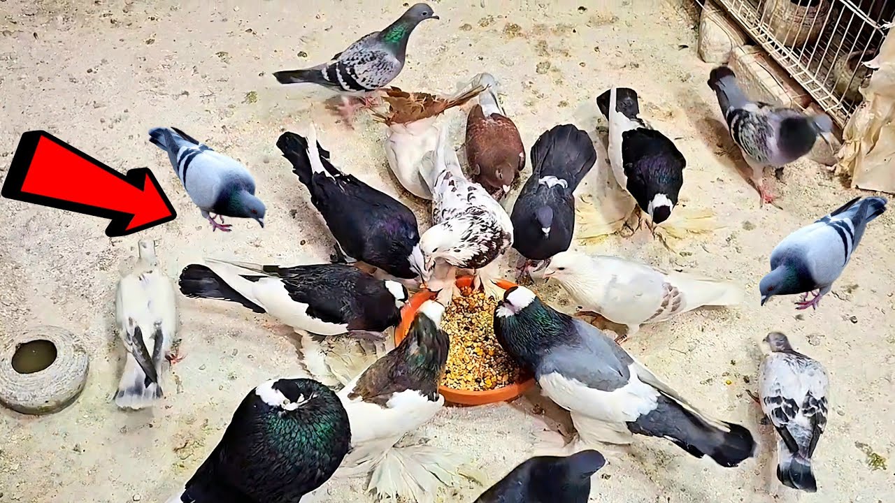 حطه علي كلفة الحمام وانسي الامراض نهائي😯😯