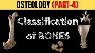🦴 TYPES OF BONES EXPLAINED! 🔥| Classification of Bones 🤯 | OSTEOLOGY PART – 4 💥 Classification Of Bones Veterinary Veterinary First Year