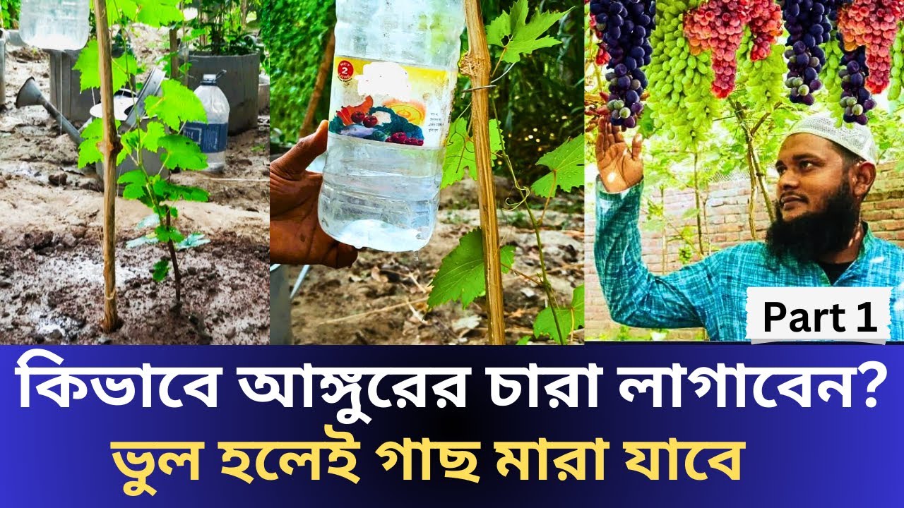 কিভাবে আঙ্গুরের চারা রোপন করবেন ? সঠিক পদ্ধতিতে চারা লাগানো শিখূন হাতে কলমে #grape #আঙ্গুর #agro