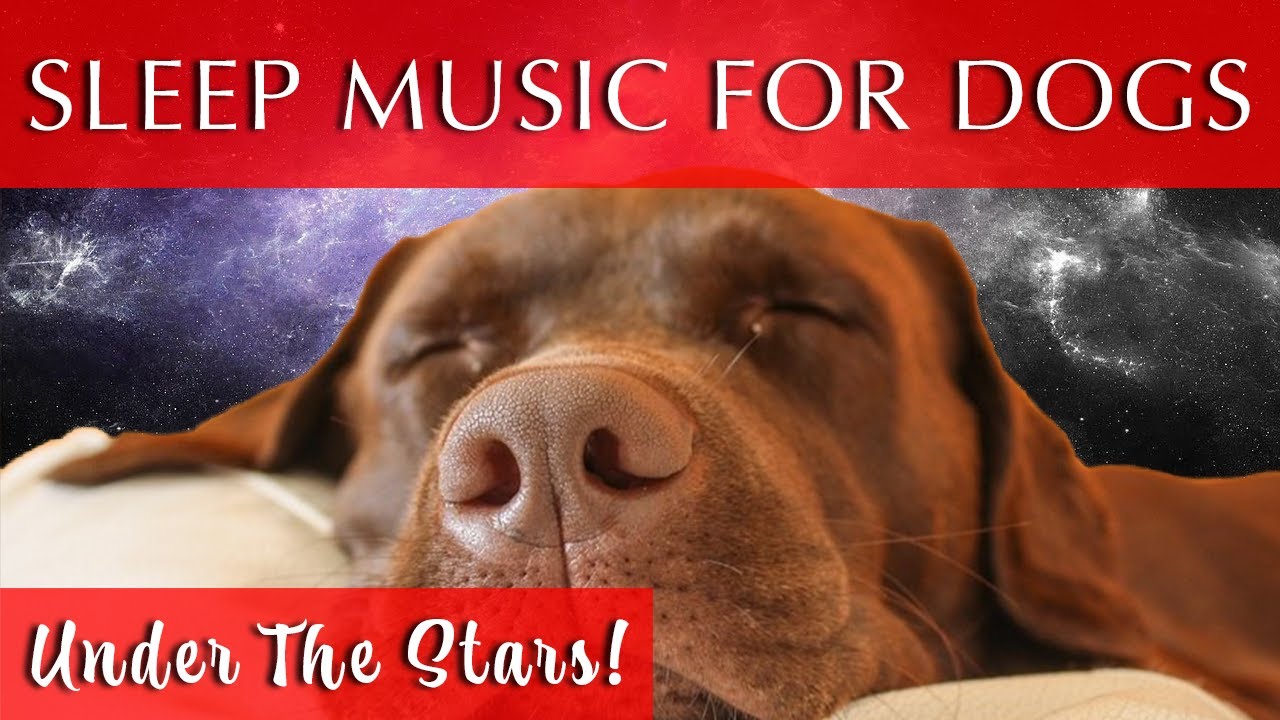 Music for Dogs to Go To Sleep 10 Hours BLISSFUL SLEEP! YouTube