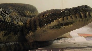Australian Coastal Carpet Python