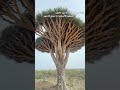 يا بلادي يا سقطرى عمار السقطري كلمات الدكتور فهد كفاين mp3