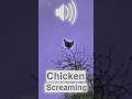 صراخ دجاجة على شجرة صوت م قزز ميمز ميم صوتي ميم أغنية