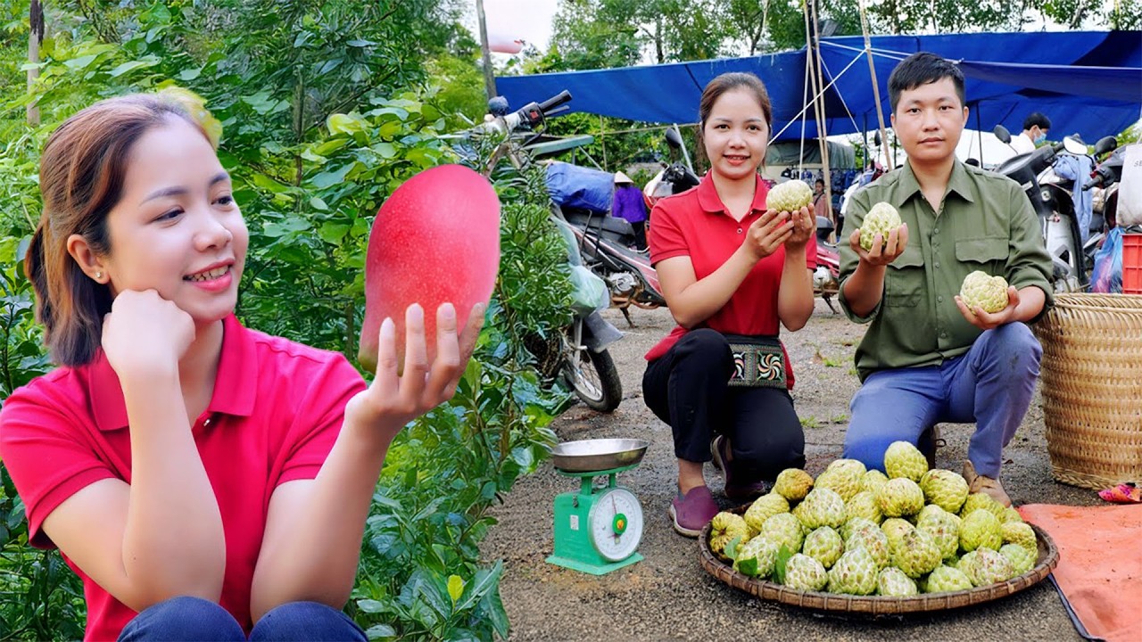 Harvesting Rare Red Mangoes by the Orchard — Sweet Tropical Farm Life