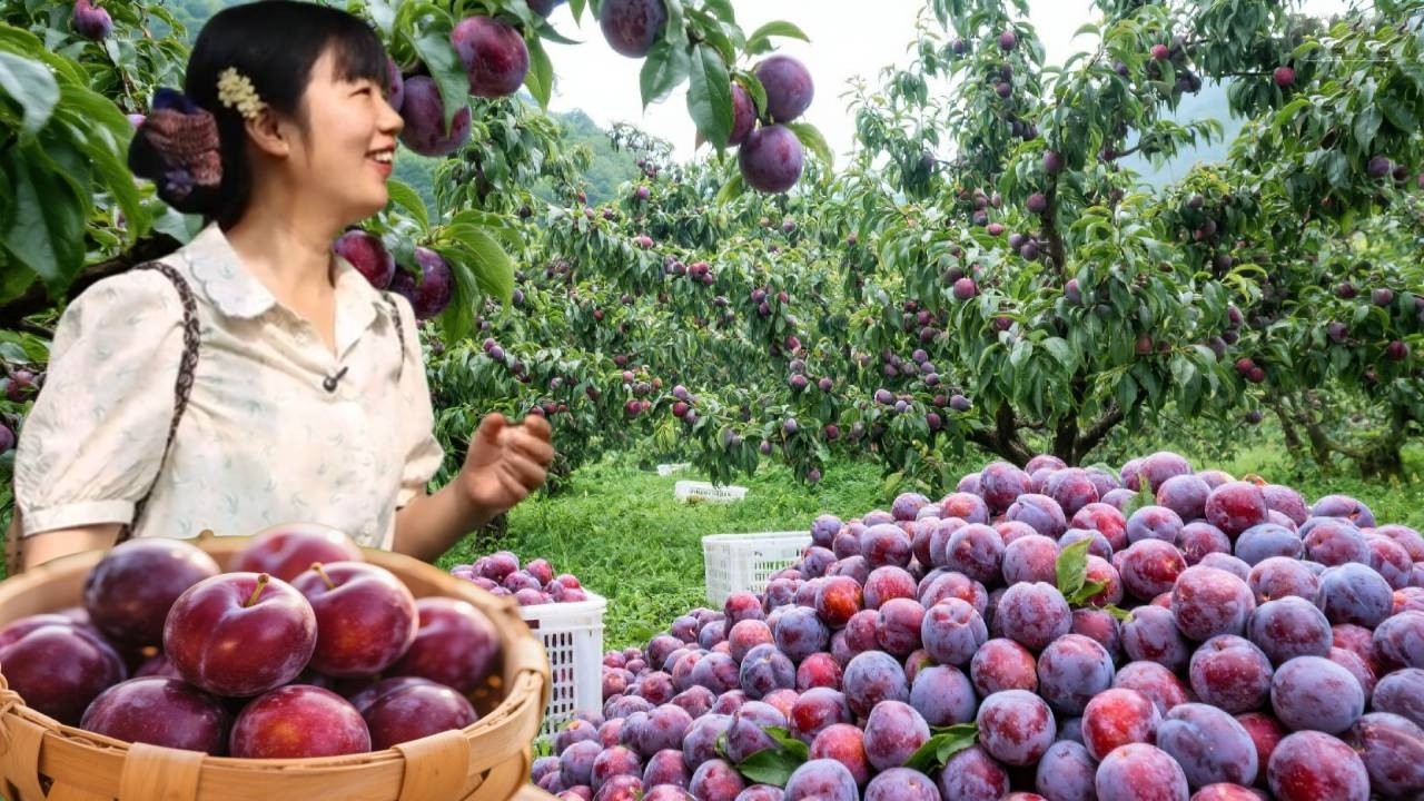 帮山里的爷爷奶奶卖李子和农产品，没想到一天竟猛赚2800，太惊喜了！#农村生活#卖菜