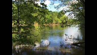 Trees benefit air quality and our well-being