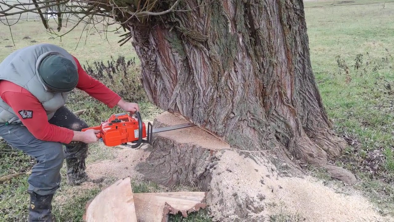 Husqvarna 395 xp nagy fűzfa döntés!