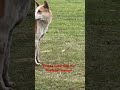 Dog # indian dog # street dog # viral short # trending short # YouTube short # desi dog #