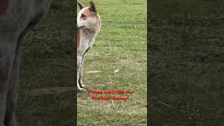 Dog # indian dog # street dog # viral short # trending short # YouTube short # desi dog #