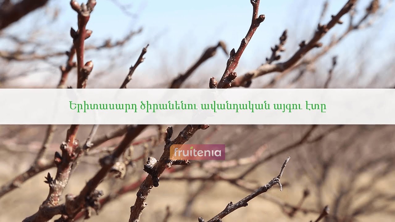 Երիտասարդ ծիրանենու ավանդական այգու էտը / Pruning of young apricot tree