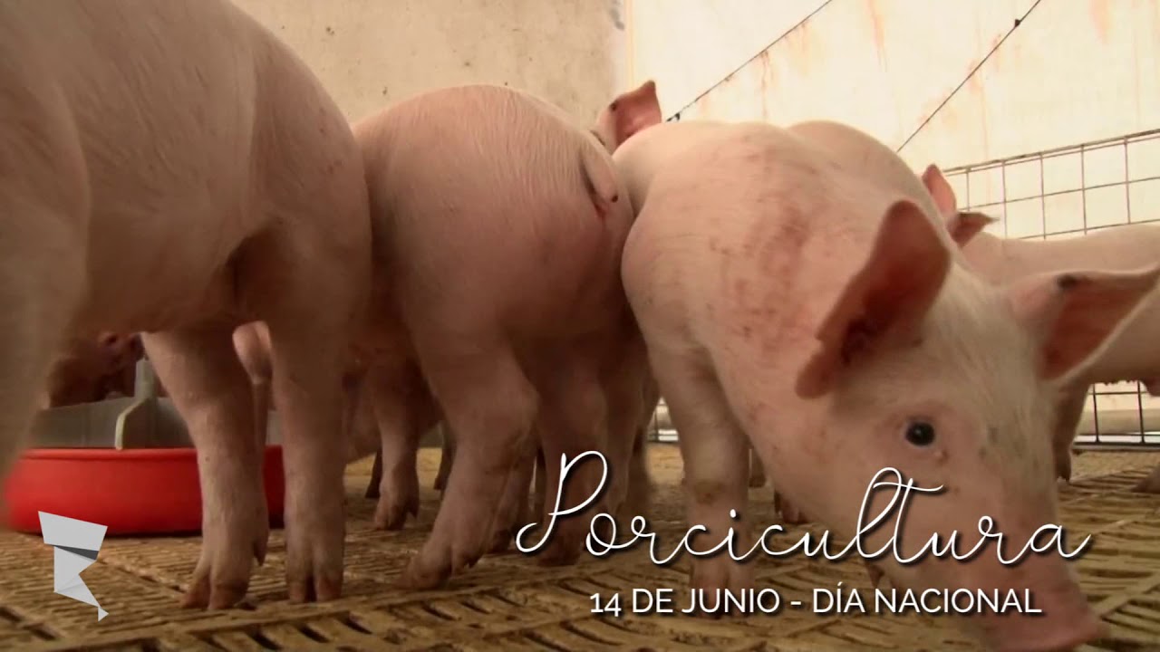 14 de junio: Día de la Porcicultura | AgroArgentina.com