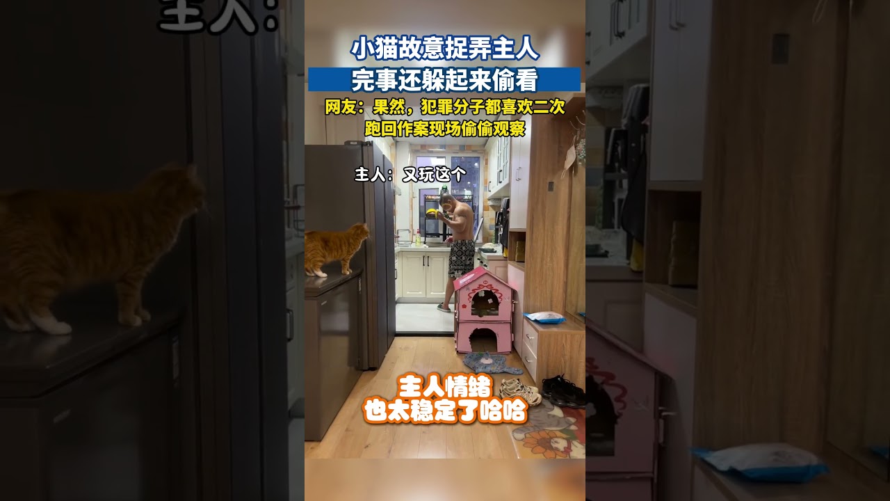 小猫故意捉弄主人，完事还躲起来偷看#猫咪迷惑行为 #猫咪日常 #萌宠搞笑 #萌宠出道计划 #萌宠成精了