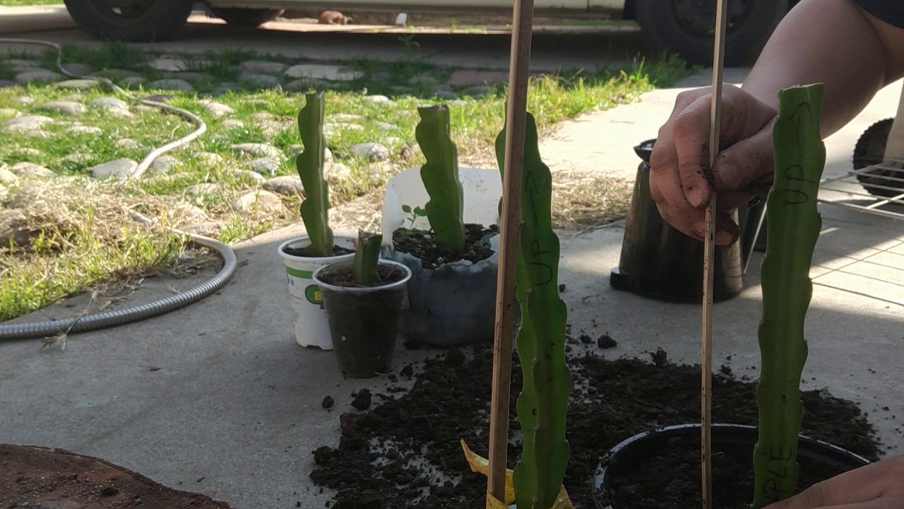 How to plant dragon fruit from cuttings YouTube How to plant dragon fruit from cuttings YouTube
