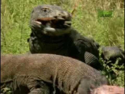 Nature's Perfect Predators- Komodo Dragon - YouTube