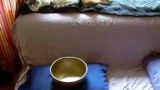 Moment Of Seren-i-Tea Video Contest Winner: Serenity With My Singing Bowl Cats by Di Rebecca