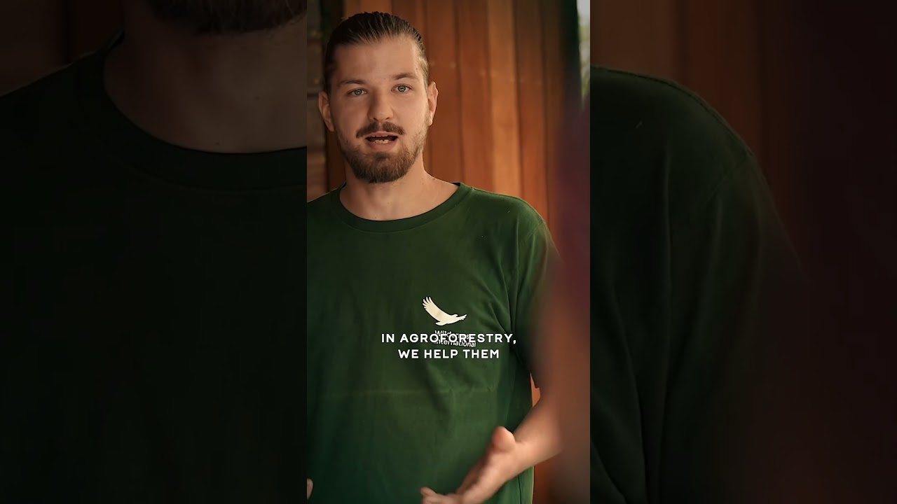 New Video on Friday! Agroforestry in the Peruvian Amazon 🌱 | FOGGY LENS #documentary