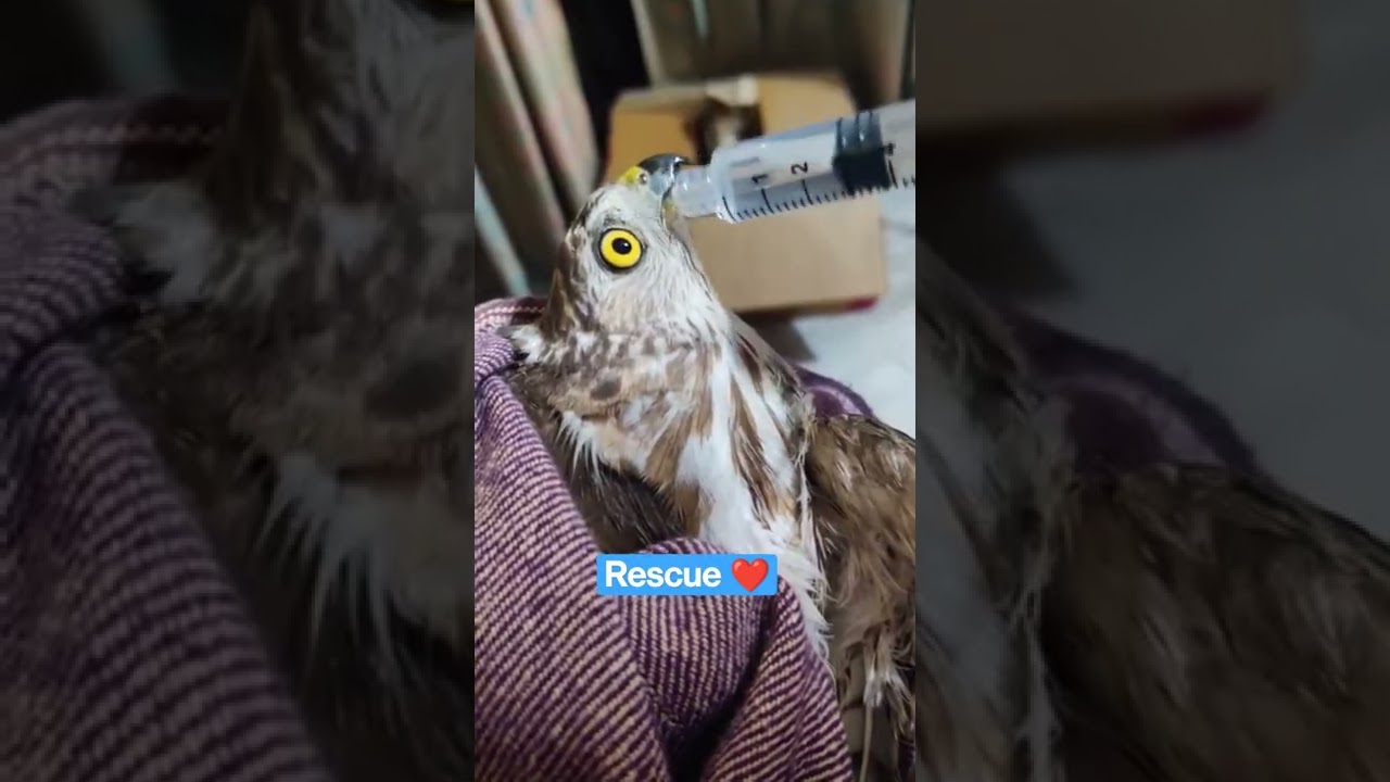 Saving a Hawk, Bird Rescue❤️ 🦅 