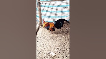 gà rừng mã vàng nhảy như khỉ 🐵🐵🐵.qaib qus dhiag cuag liab