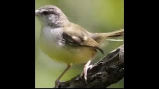 Ciblek tebu Jadi Gacor Dengan Pancingan Ini
