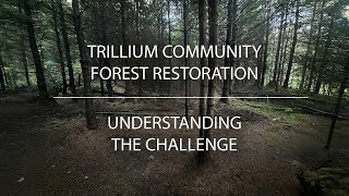 How Thinning Transformed a Logged Tree Farm into a Thriving Community Forest
