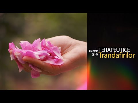 Video: Cum Se Păstrează Petalele De Trandafir