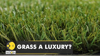 Chile: Grass becomes a rare luxury in Santiago | WION Climate Tracker | World News