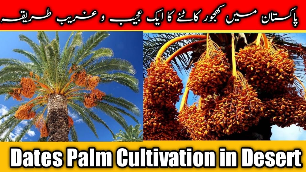 Dates Palm Cultivation in Desert Dates Palm Farm and Harvest Dates Processing Factory YouTube