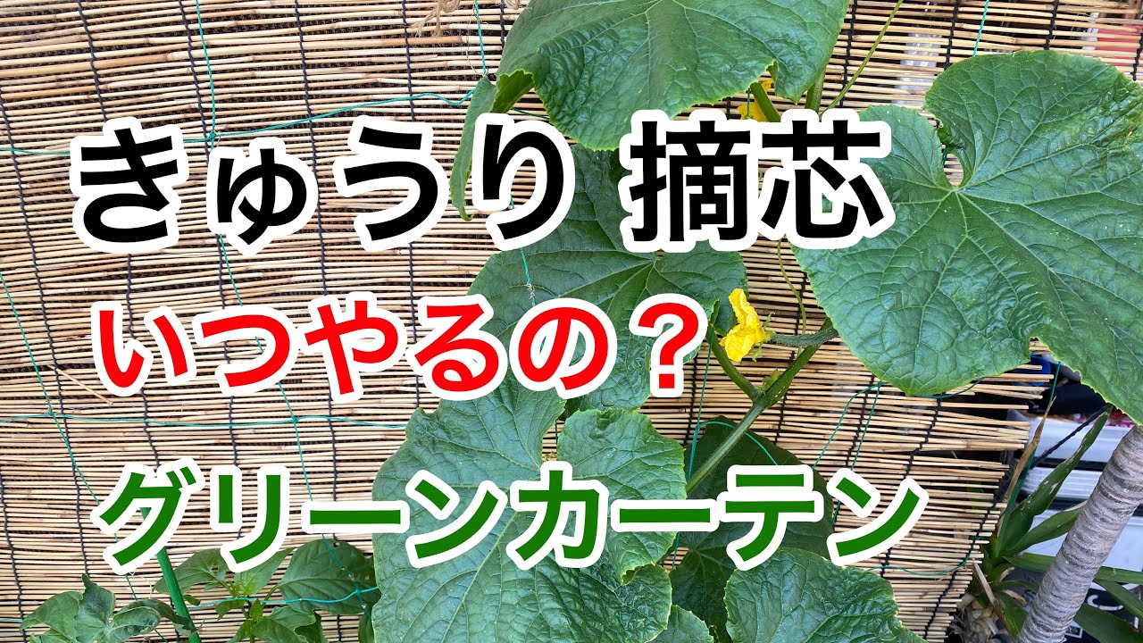 きゅうり 親ずる摘芯 グリーンカーテン cucumber. picking. green
