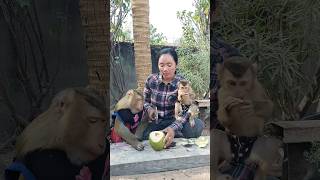 Super Sokyaa,Og, Toto Animals Are So Awesome