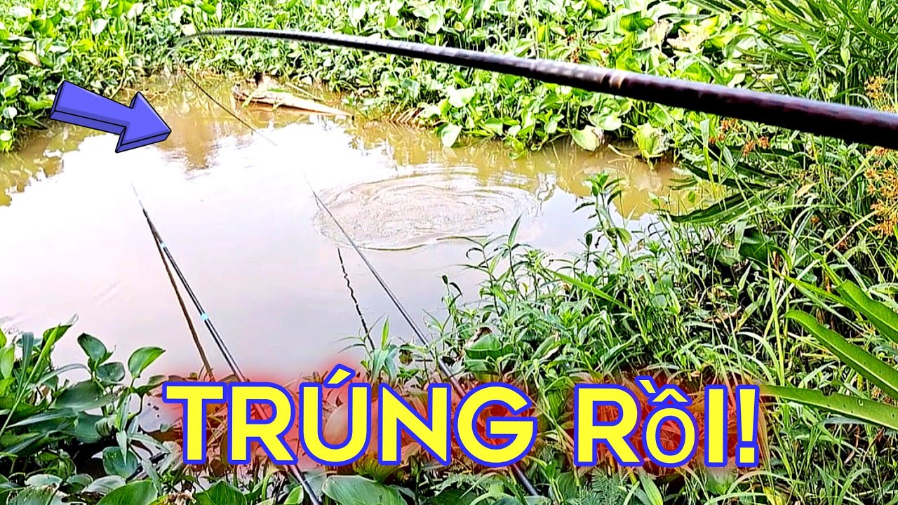 Chuyến đi Bến Lức trúng bầy cá rô tròn như lá mít,đã tay #caucahocmon