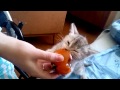 Котенок ест хурму