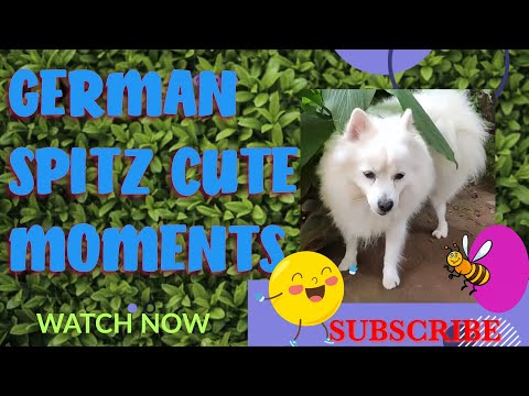 My Heart melts every time I see this Adorable German Spitz moments❤️||cute dog funny video #viral