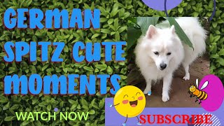 My Heart melts every time I see this Adorable German Spitz moments❤||cute dog funny video #viral