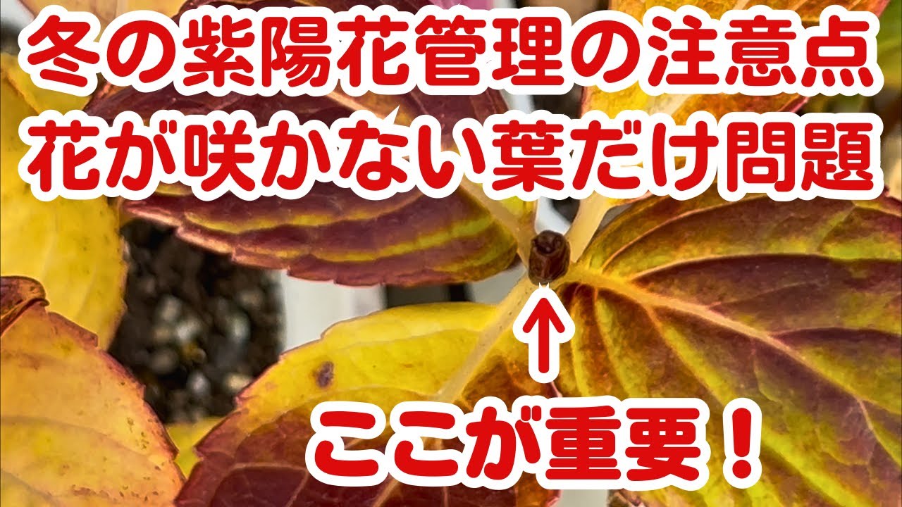 アジサイが毎年咲かない？その原因、今の時期の『剪定』かもしれません　株元の整理清掃とともに解説