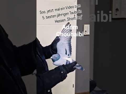 صحة جيدة للحمام زاجل  اكسبلور ورك   التغطيه الوكره  الثامن