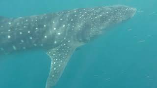 Exmouth whalesharks clip 6