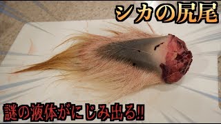 なにこれ！？シカの尻尾を切ったら謎の物体が出てきた！！！！