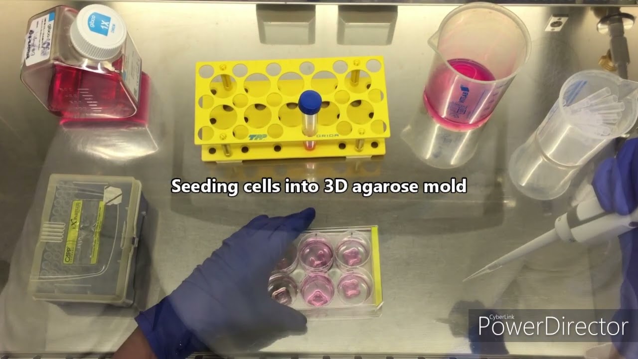 Spheroid formation by 3D microtissue method