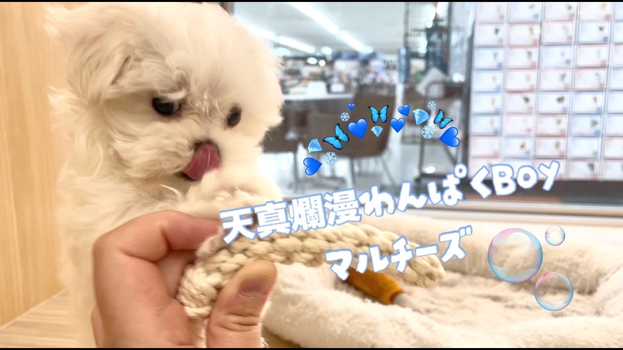 マルチーズ | ペットショップ マルワン 小さめ子犬 美形な子猫 初心者