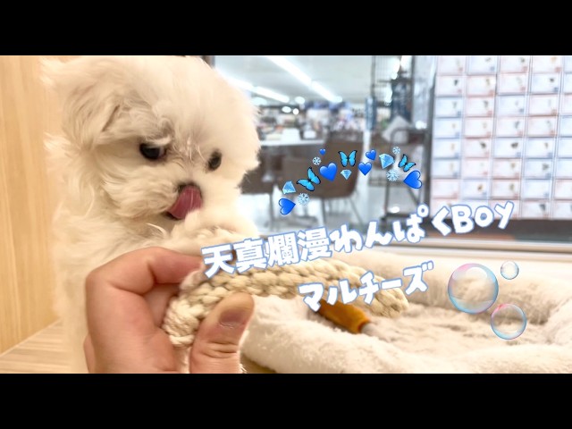 2026.2.25】小さくたって超元気！プレミアム級の可愛さを持つ天真爛漫