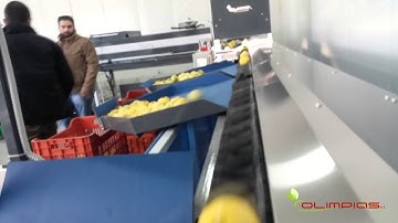 Γραμμή ταξινόμησης μήλων. Sorting and grading - sizing line for apples.