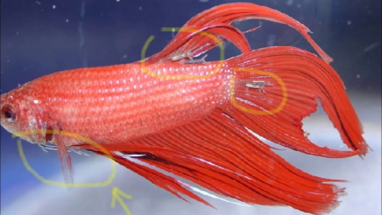 Principais Doenças e seus tratamentos