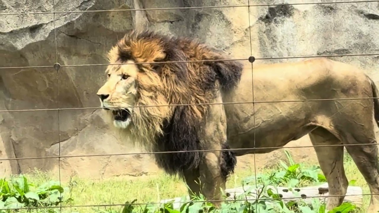 八木山動物公園 ライオン ナツメ サン - YouTube