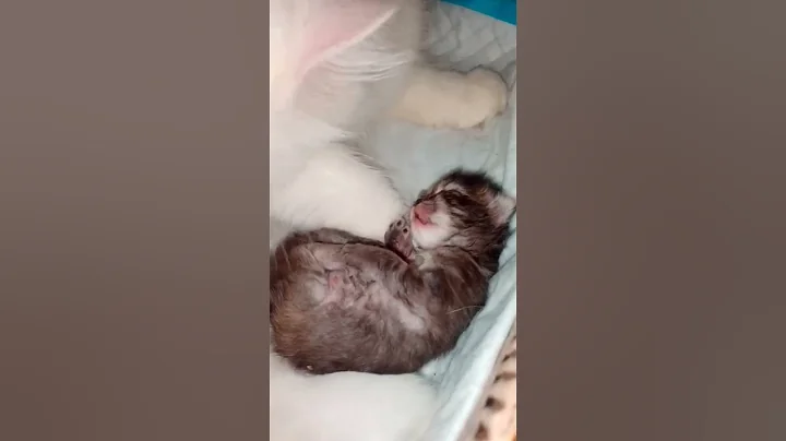 Video 9267631: persian cat kitten doll, kitten persian cat black, persian cat newborn kittens, punch persian cat kitten, face persian cat kitten