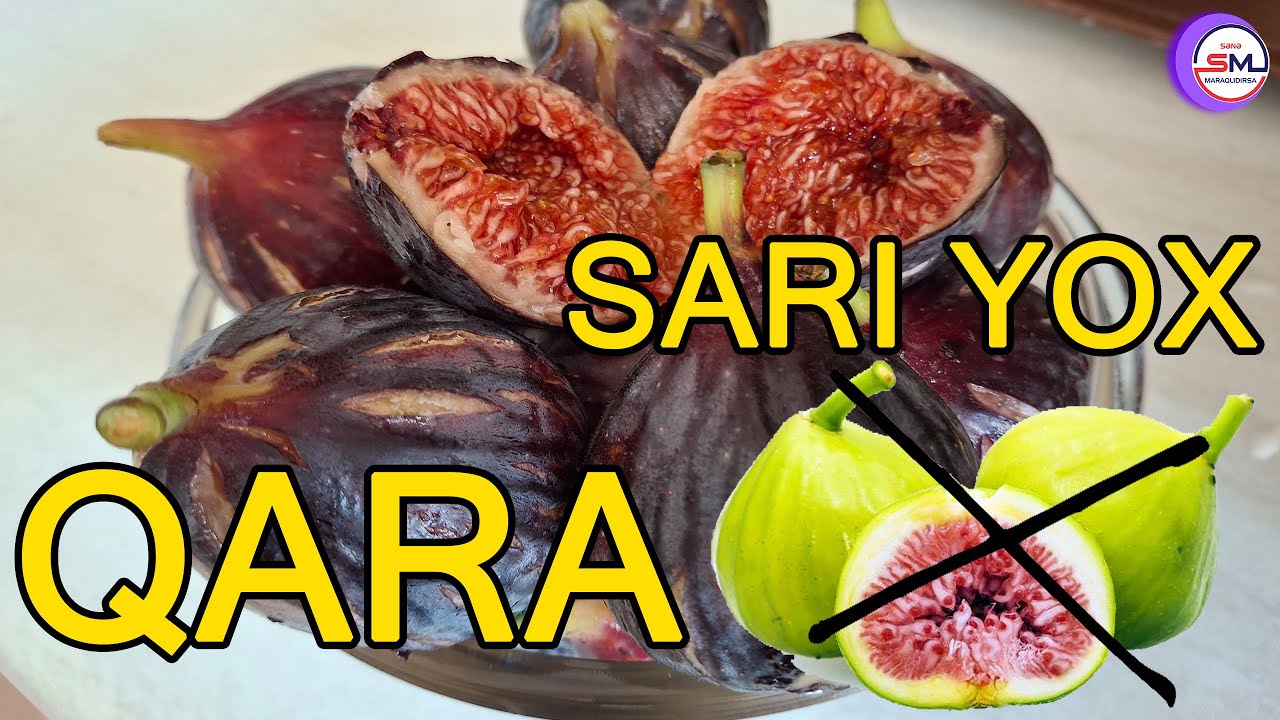 Yaponlar qara ənciri niyə çox yeyirlər? – İnanılmaz faydaları