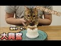 ロゼの誕生日なので猫用ケーキあげたら過去最高の野生化したwww