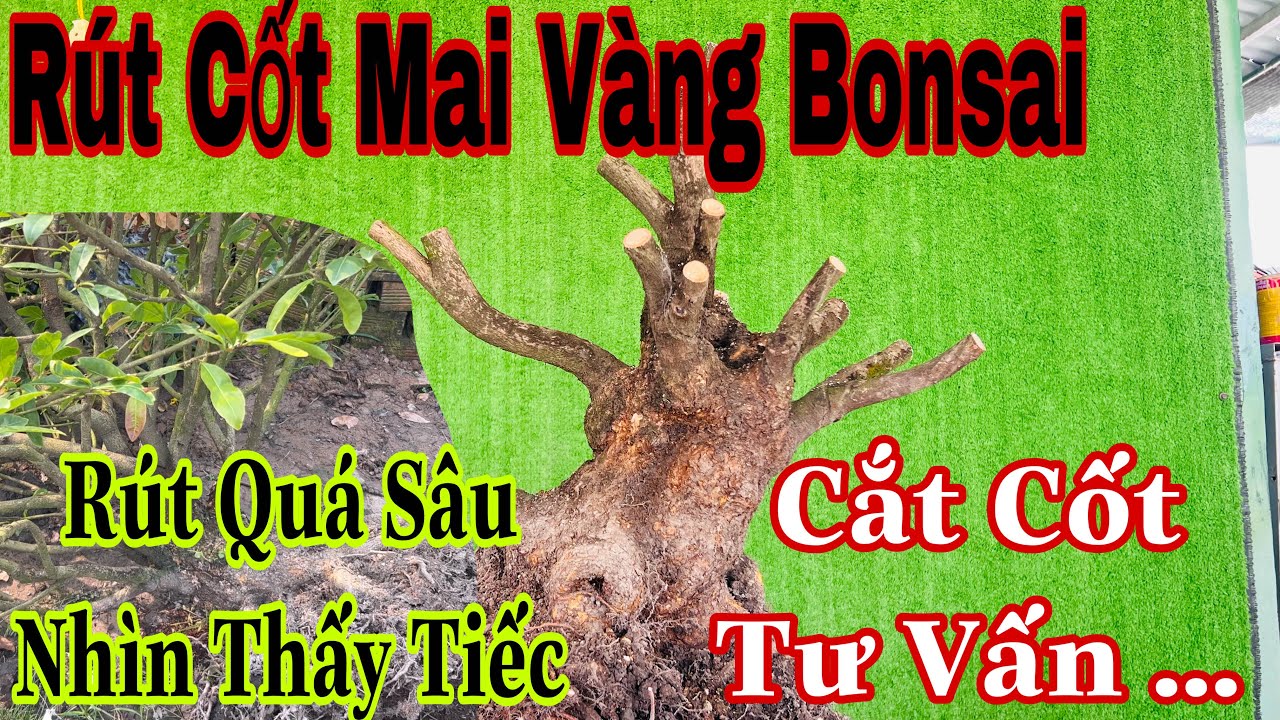 cắt rút cốt cây mai vàng lớn tàn lớn thành cây bonsai nhỏ gọn chơi chậu