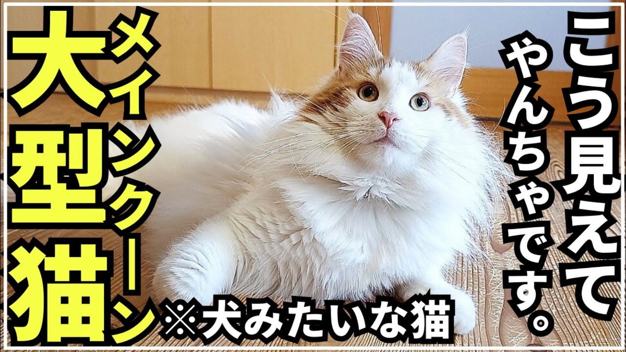 穏やかな猫って言われるけど実は【大型猫メインクーン】 - YouTube